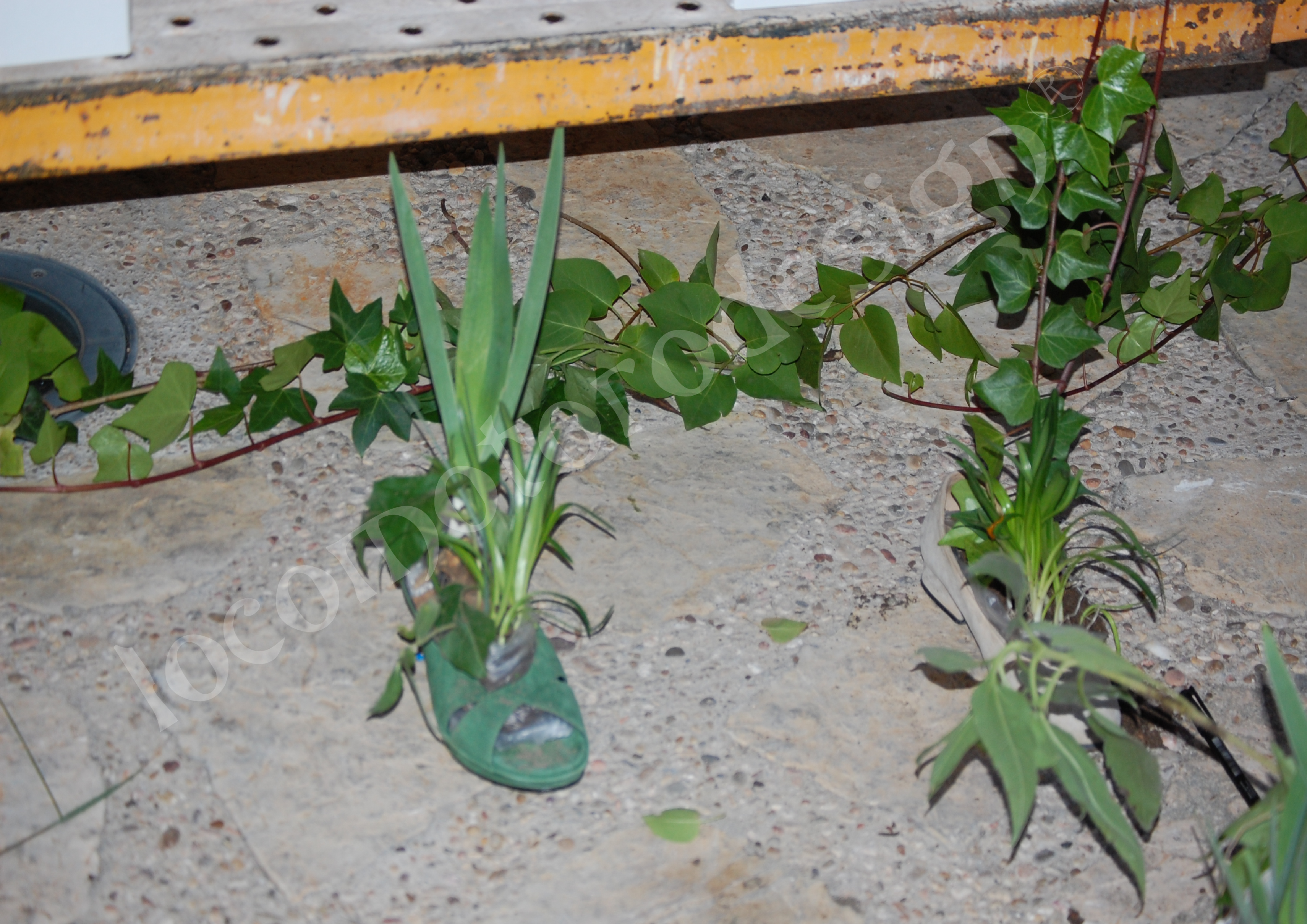 Locomotorodesign (R)